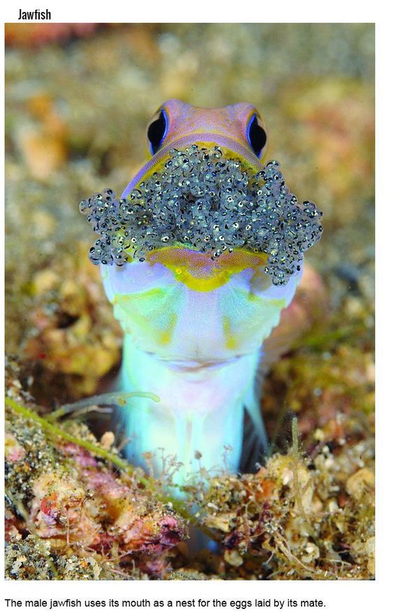 fish_with_unusual_skills