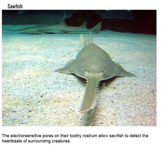 fish_with_unusual_skills