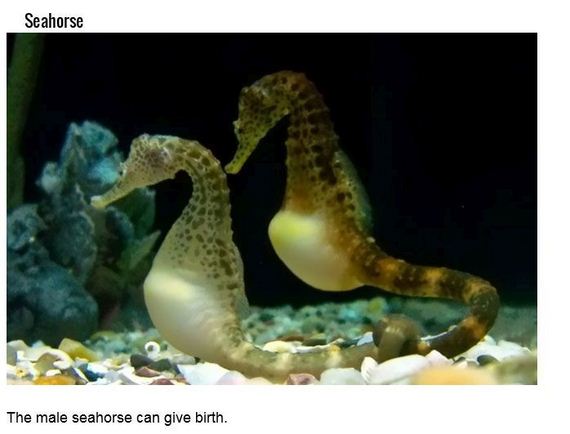 fish_with_unusual_skills