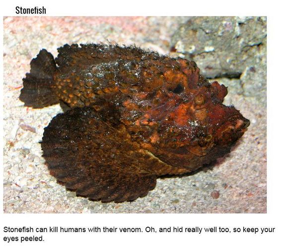 fish_with_unusual_skills