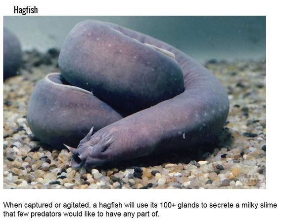 fish_with_unusual_skills