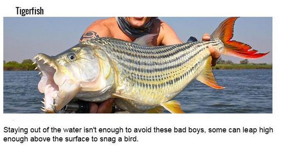 fish_with_unusual_skills