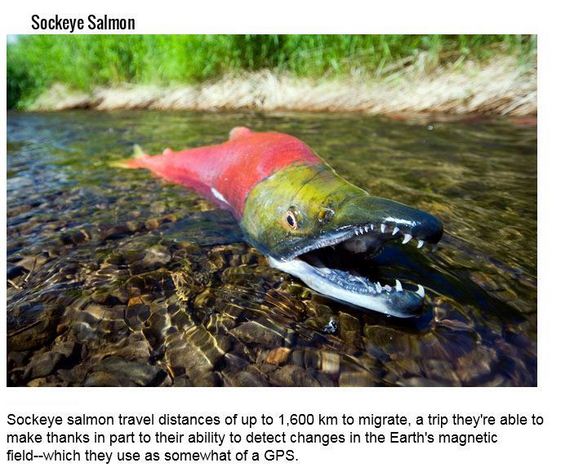 fish_with_unusual_skills