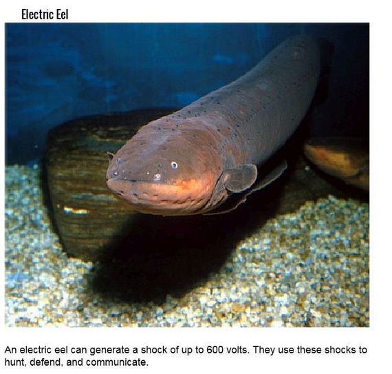 fish_with_unusual_skills