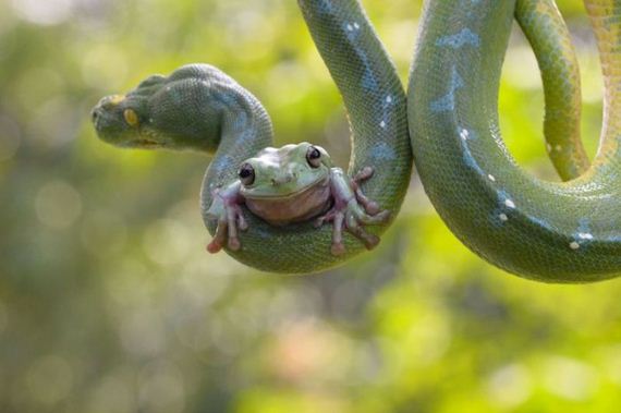 frog_snake