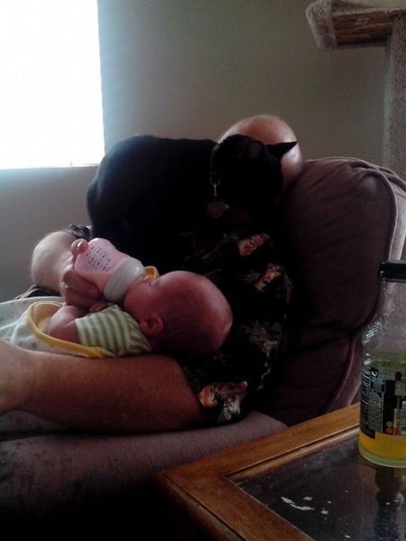 funny-pictures-740
