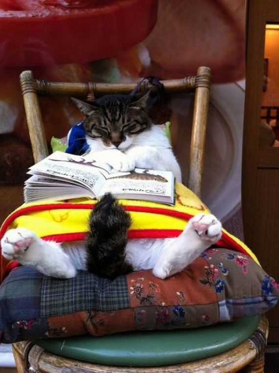 funny-pictures-740