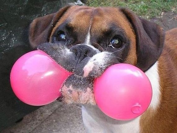 funny-pictures-740