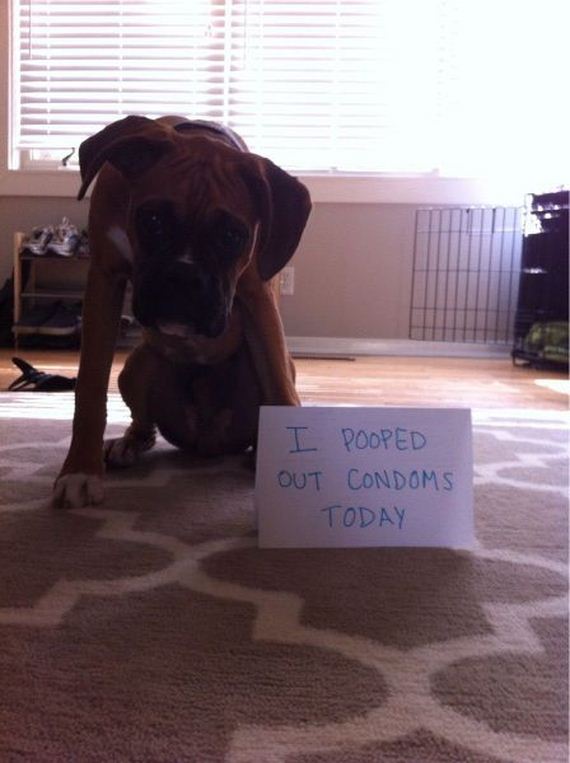 funny-pictures-741