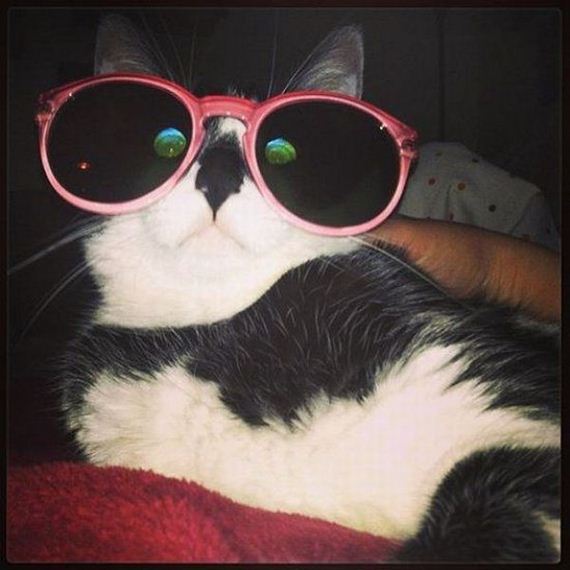 funny-pictures-741
