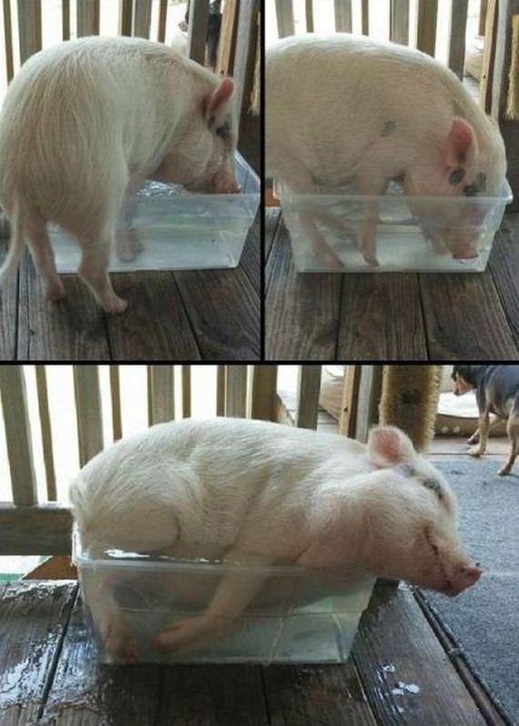 funny-pictures-742