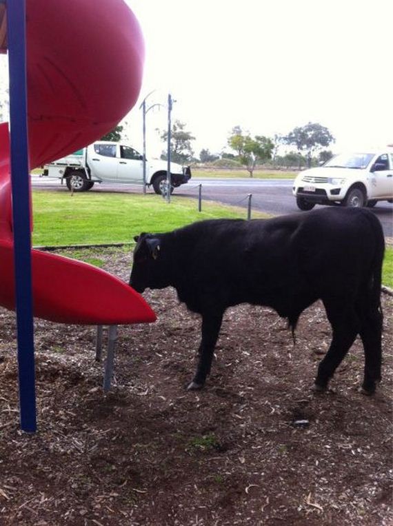 funny-pictures-742