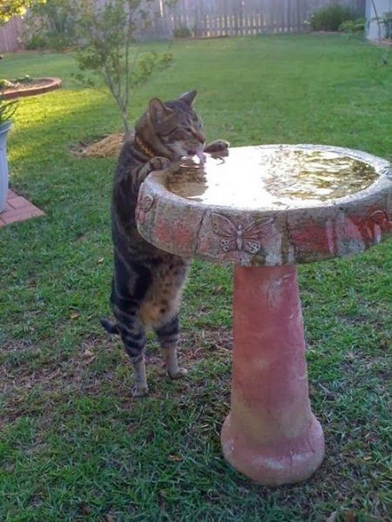 funny-pictures-743