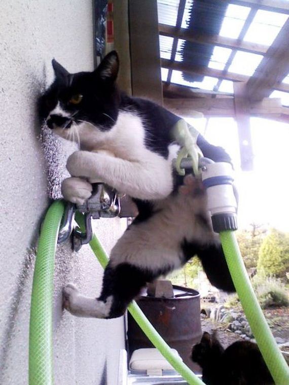 funny-pictures-743