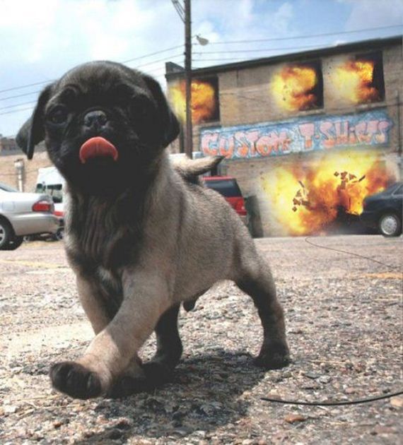 funny-pictures-743