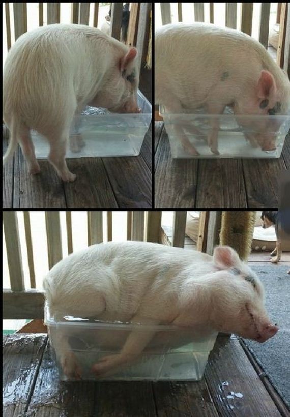 funny-pictures-744