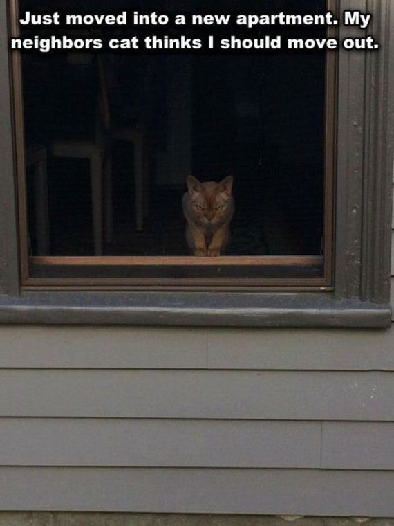 funny-pictures-745