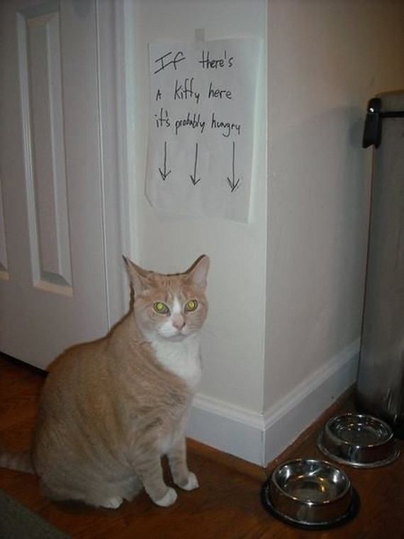funny-pictures-745