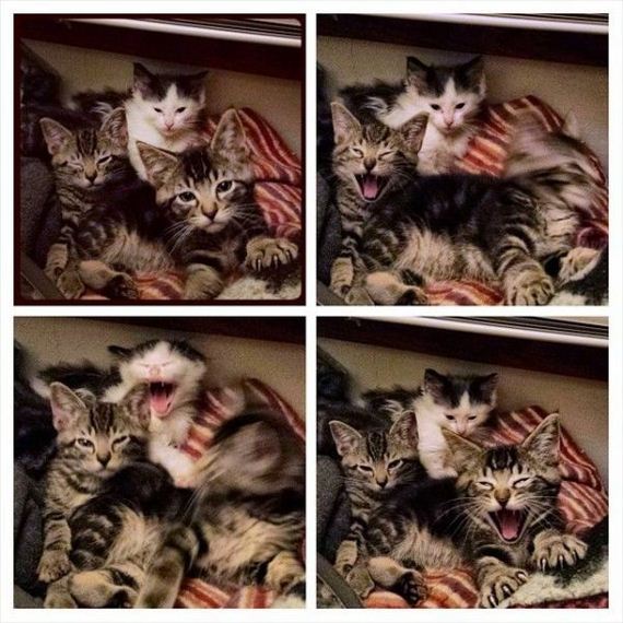 funny-pictures-745