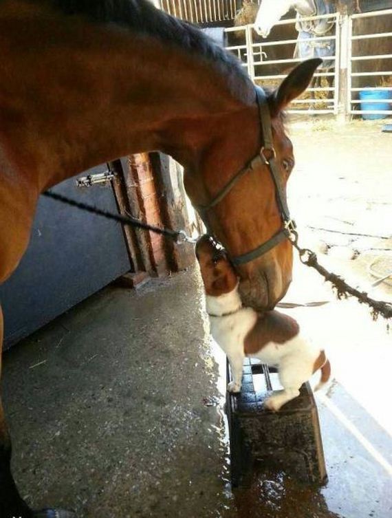 funny-pictures-745