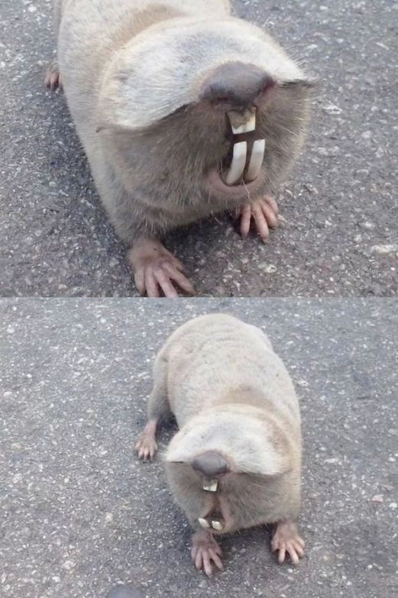 funny-pictures-748