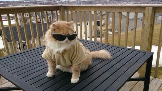 funny-pictures-749