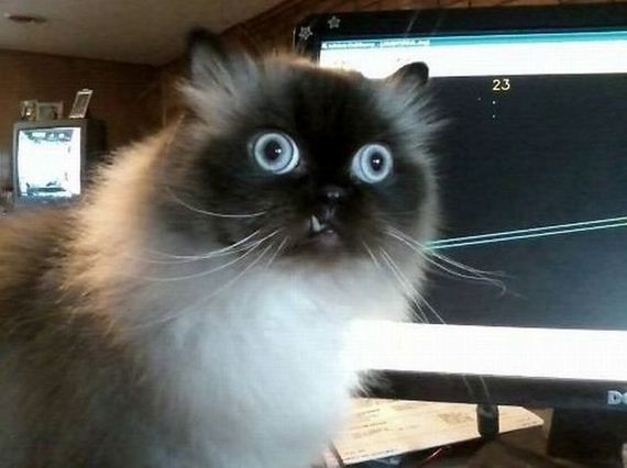 funny-pictures-749