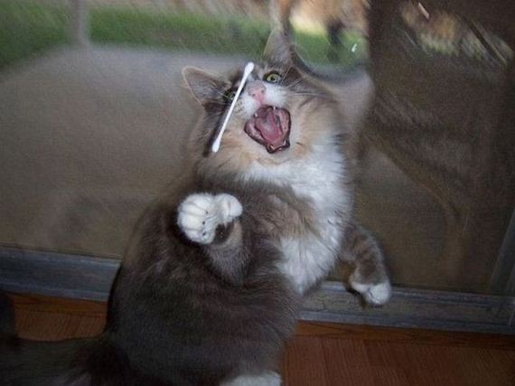 funny-pictures-749