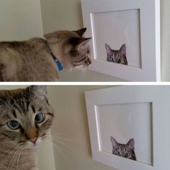 funny-pictures-749