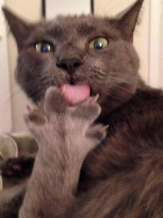 funny-pictures-749