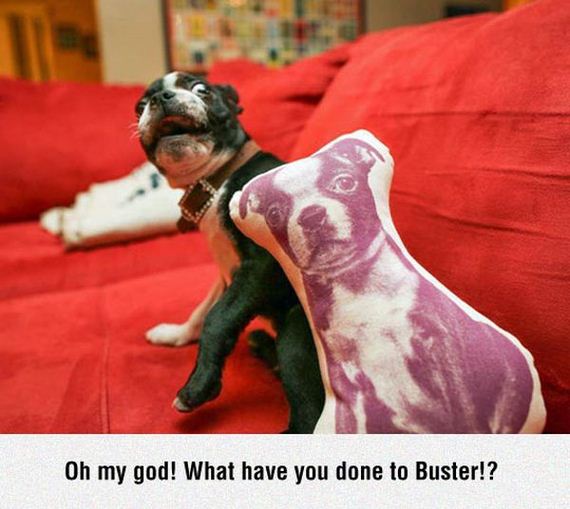 funny-pictures-752