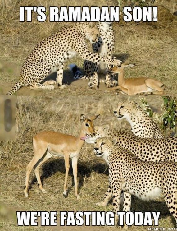 funny-pictures-753