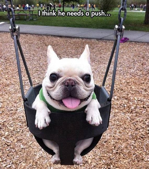 funny-pictures-753