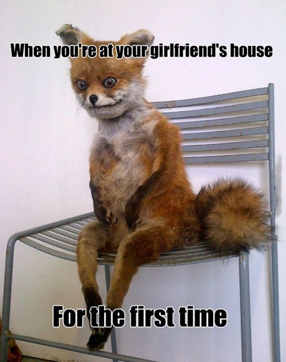 funny-pictures-754