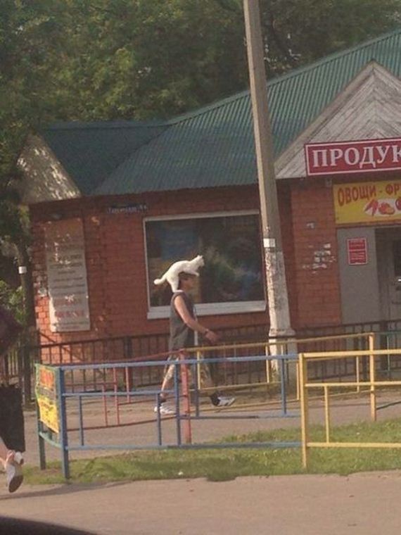 funny-pictures-754