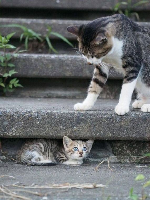 funny-pictures-754