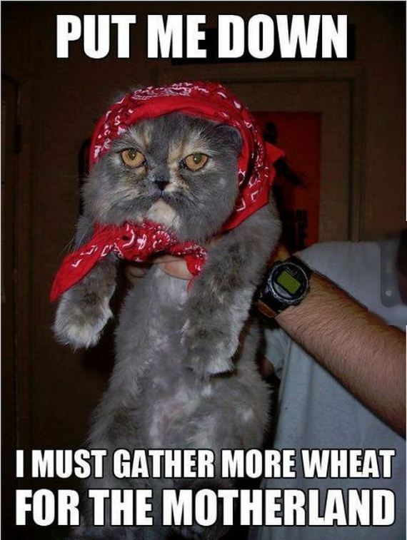 funny-pictures-754