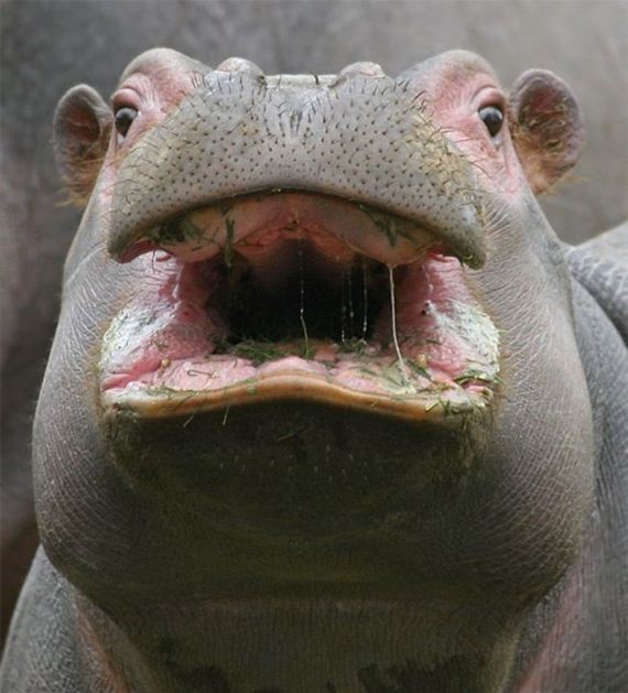 funny-pictures-755