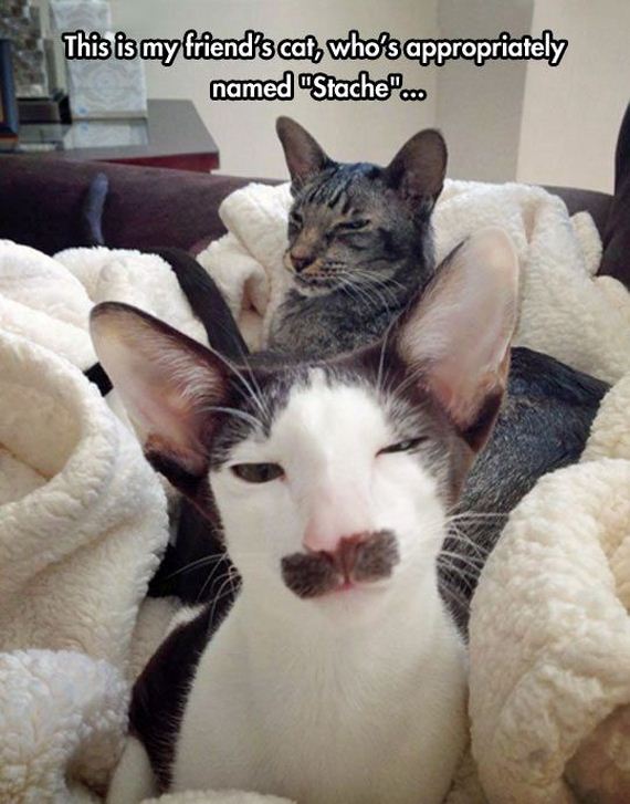 funny-pictures-755