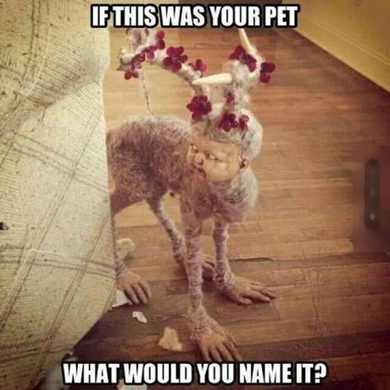 funny-pictures-755