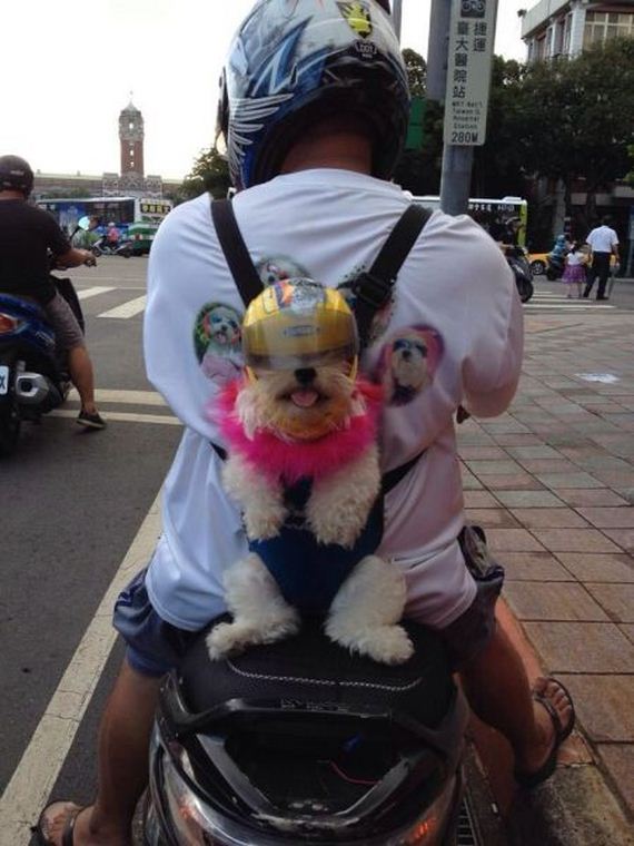 funny-pictures-755