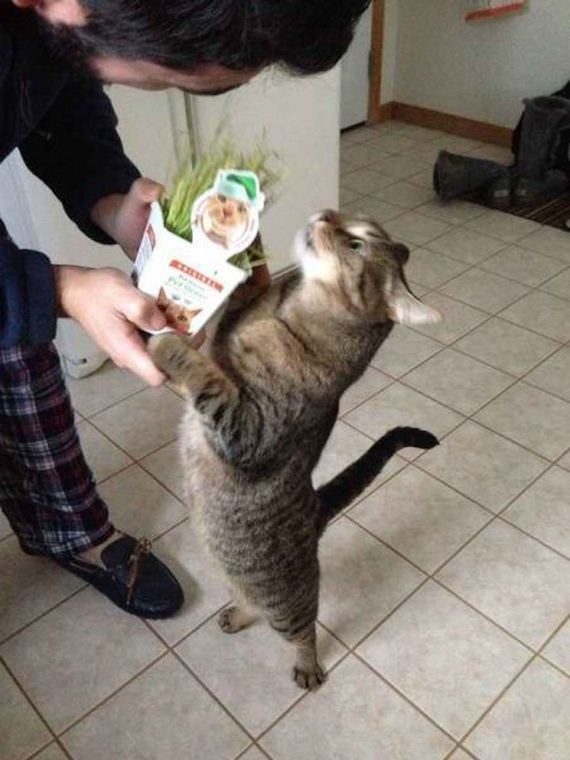 funny-pictures-755