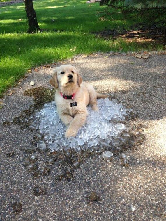 funny-pictures-755