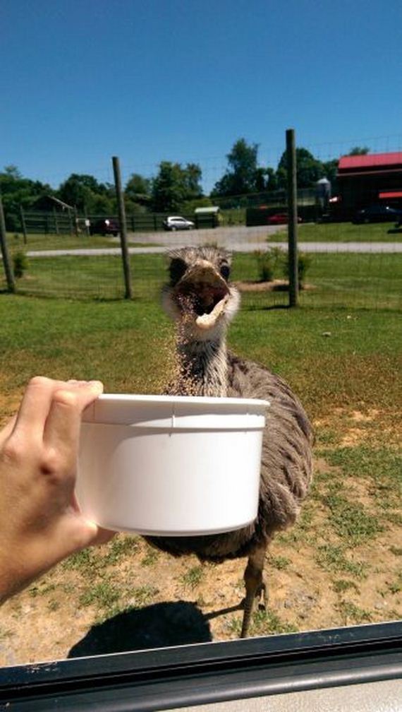 funny-pictures-756