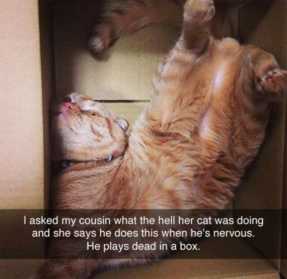 funny-pictures-756