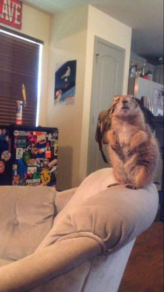 funny-pictures-758