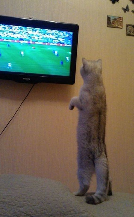 funny-pictures-759