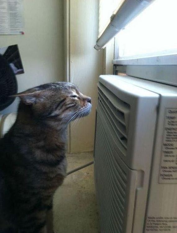 funny-pictures-762