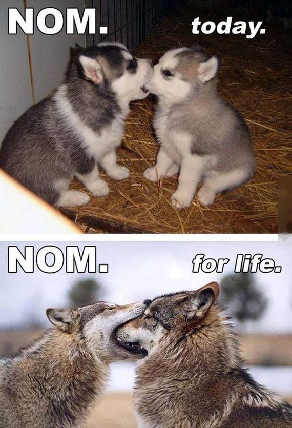 funny-pictures-762