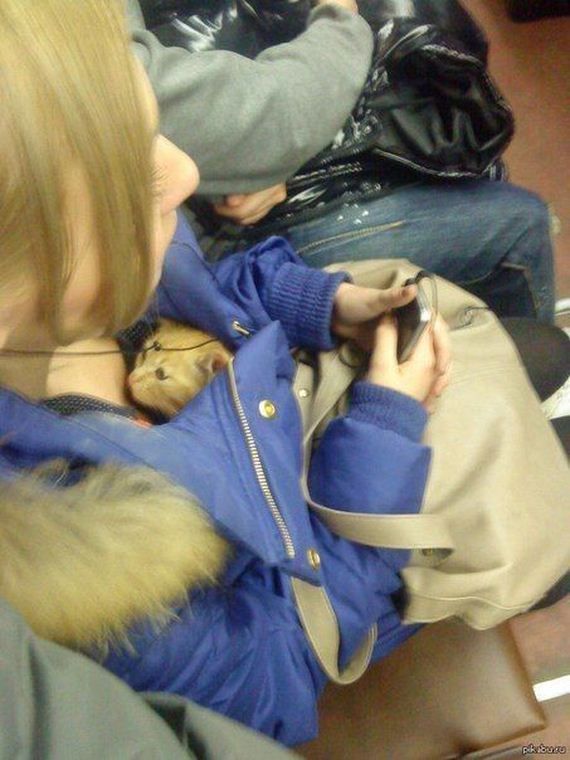 funny-pictures-762